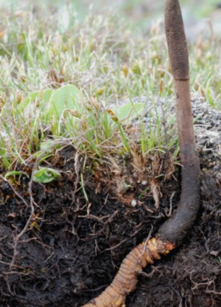 Raupenpilz – Ophiocordyceps sinensis, Foto des Pilzes.