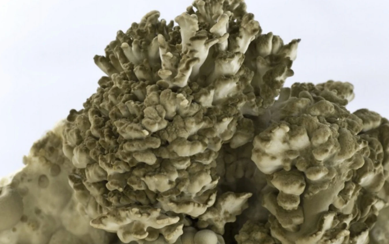 Klapperschwamm – Grifola frondosa, Foto des Pilzes.
