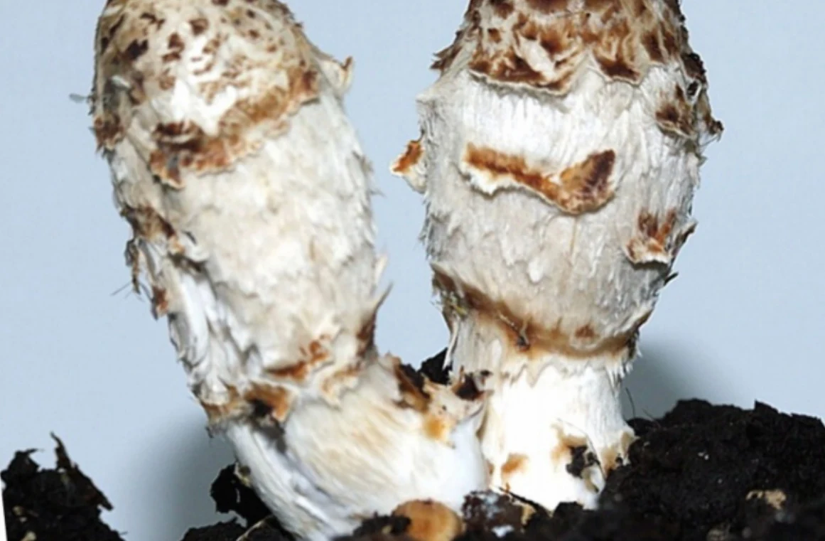 Schopftintling – Coprinus comatus, Foto des Pilzes.