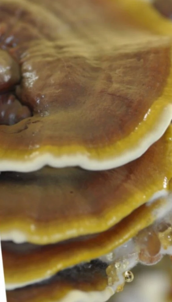 Glänzender Lackporling (Reishi), Foto des Pilzes.