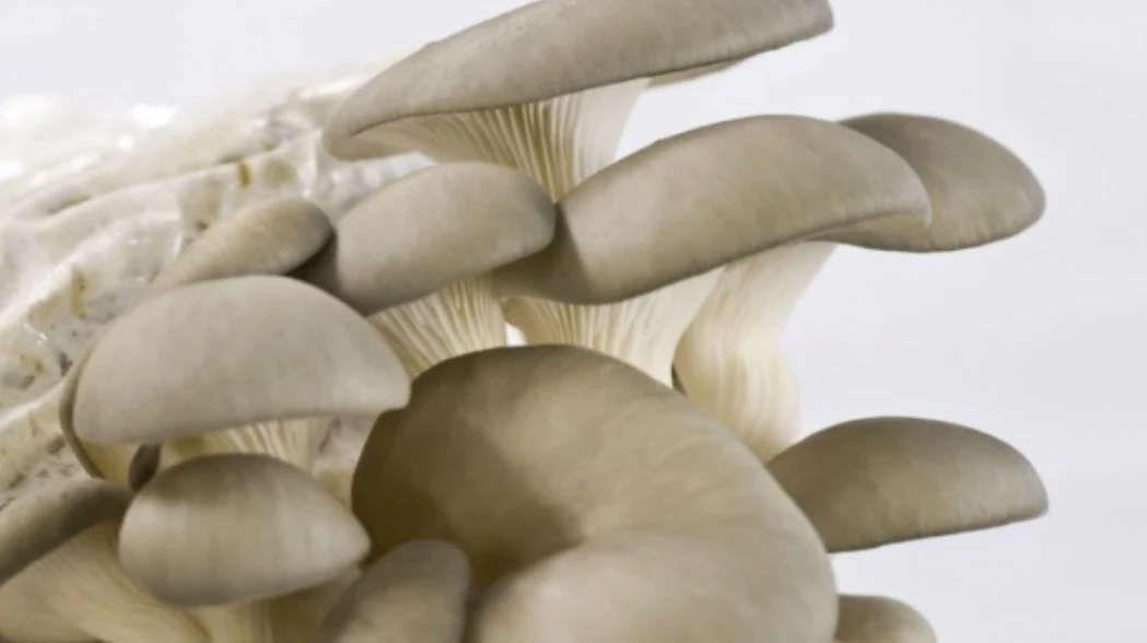 Austernseitling – Pleurotus ostreatus, Foto des Pilzes.