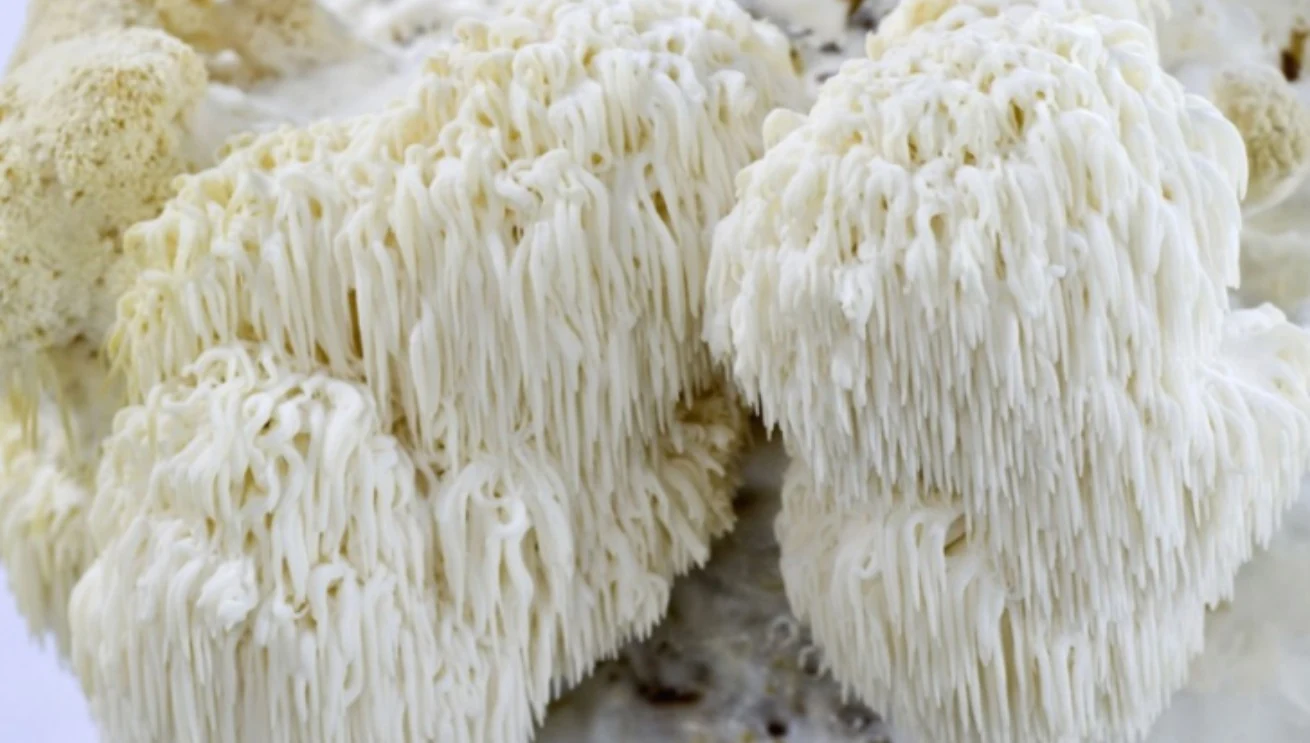 Koralovec ježovitý (Hericium), fotografia huby.