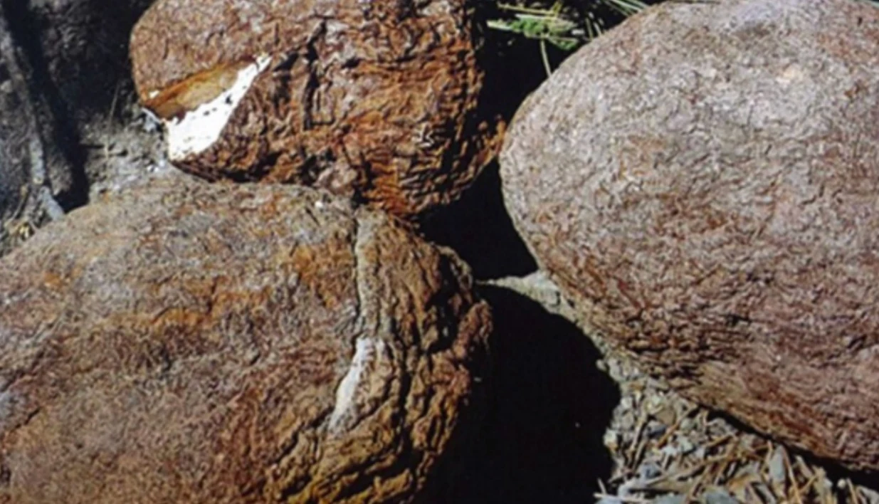 Poria cocos — Wolfiporia cocos, fotografia huby.