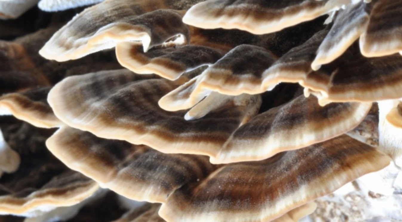 Trúdnikovec pestrý — Trametes versicolor, fotografia huby.