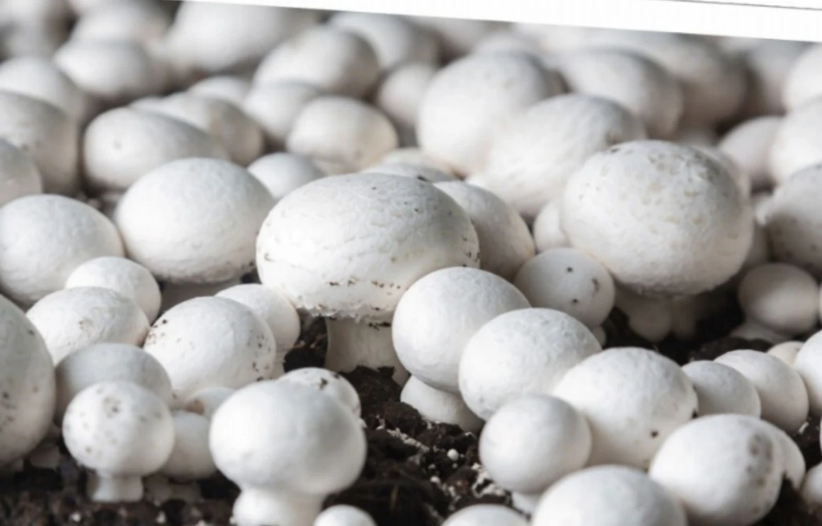Šampiňón dvojvýtrusný — Agaricus bisporus, fotografia huby.
