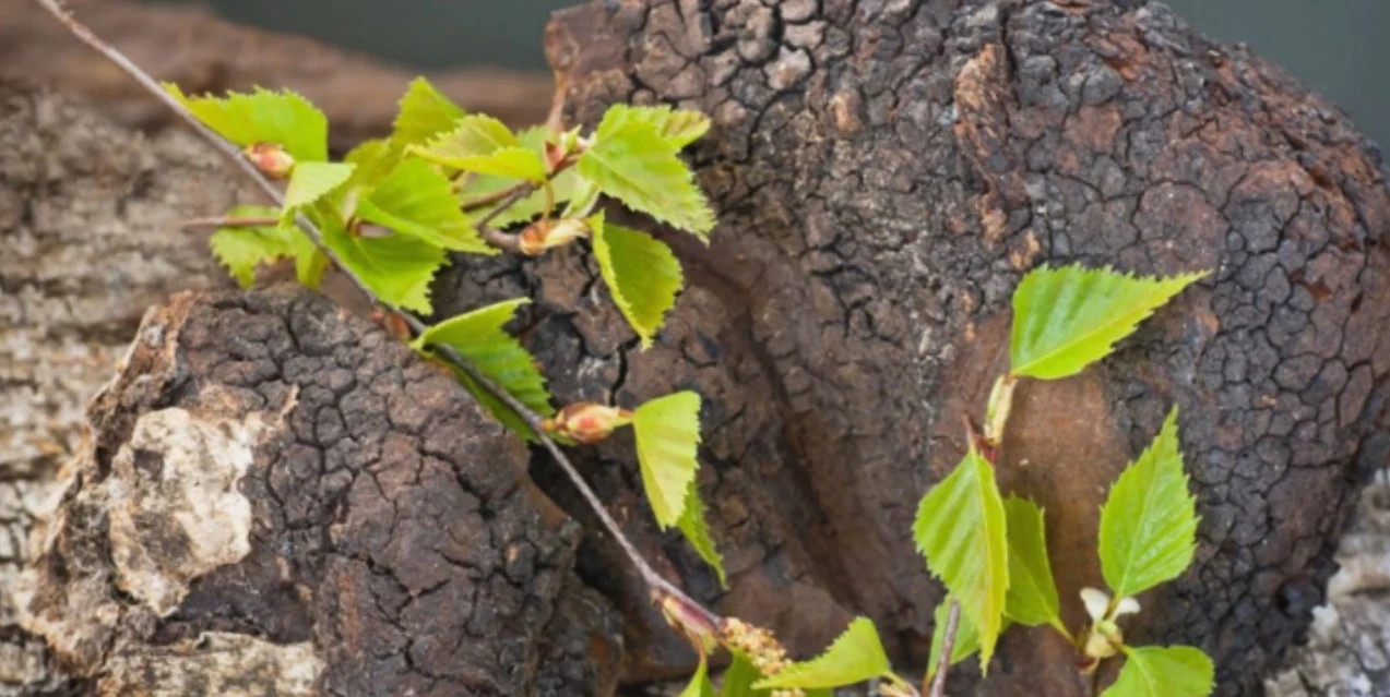 Ryšavec šikmý — Inonotus obliquus, fotografia huby.