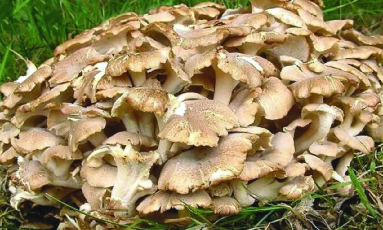 Trúdnik klobúčkatý — Polyporus umbellatus, fotografia huby.