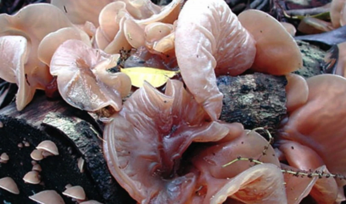 Uchovec — Auricularia spp., fotografia huby.