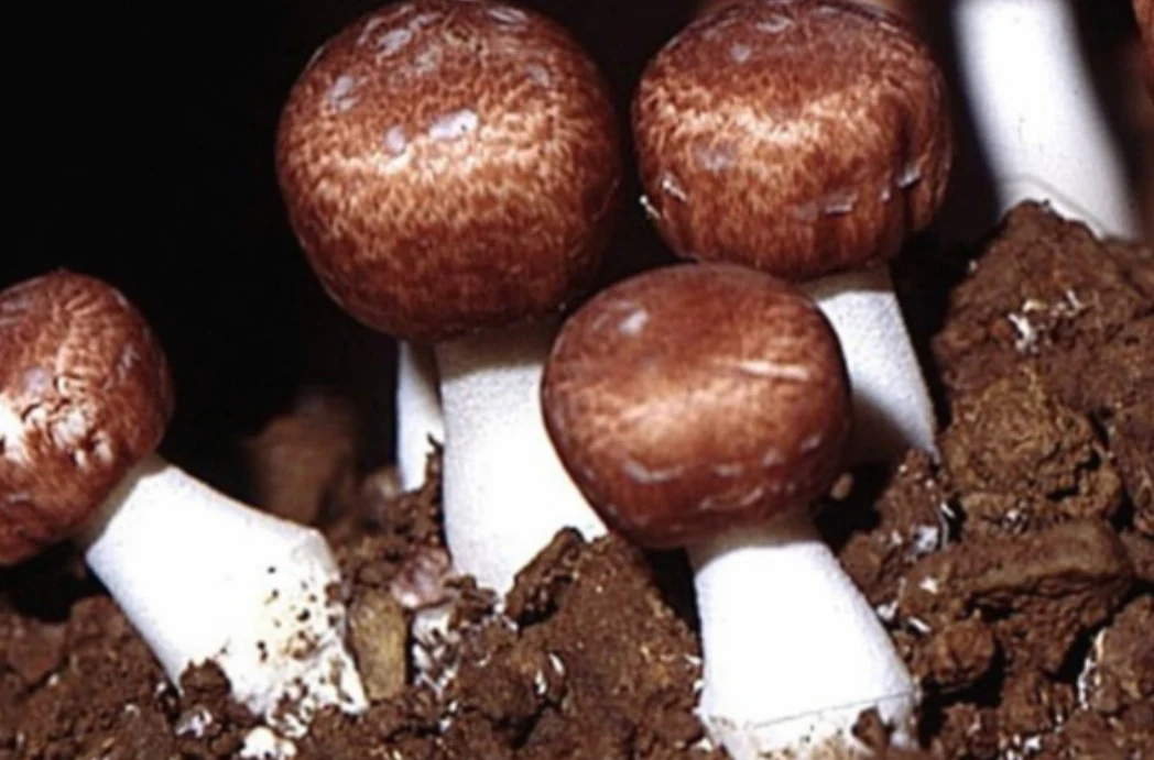 Mandľová huba — Agaricus blazei Murrill, fotografia huby.